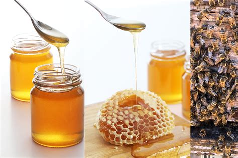 where to buy false honey